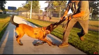 Belgian Malinois Is Too Aggressive For Dog Park
