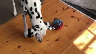 Pippa testing the Kong Rewards Shell