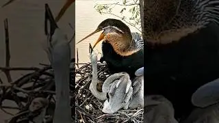 Mother bird feeding her chicks #birds #wildlife