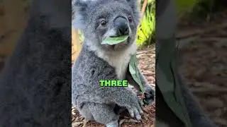 3 Cute Animals That Can Actually Kill You