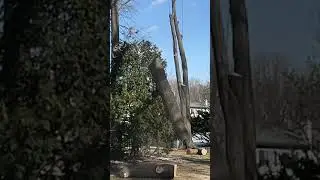 What are the odds of this tree landing on its end? #imposible #oneinamillion #insane