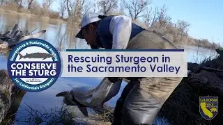 Rescuing Sturgeon in the Sacramento Valley - Conserve The Sturg
