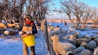 Winter Begins on the FARM: Feeding extra BARLEY to the sheep !