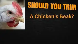 Should You Trim A Chicken's Beak?