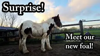 Baby horse Alan explores his new home 💕 /Equestrian VLOG