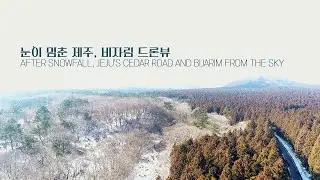 눈 내린 삼나무 숲길, 제주 비자림 위에서 본 겨울의 서정 After Snowfall, Jeju’s Cedar Road and Bijarim from the Sky