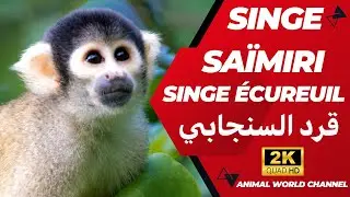 le singe saïmiri commun, est un petit singe d'amazonie