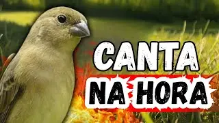 Piado F&ecirc;mea de Coleiro para Esquentar e Foguear Coleiro Tui Tui