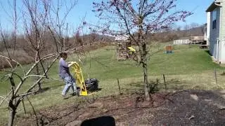 Moving a medium fig tree