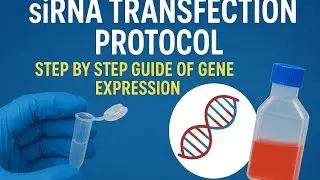 Complete siRNA Transfection Protocol| Step-by-Step Gene Silencing Experiment