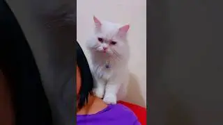 🥰Bonding moments  with my sweetest baby boy #cat