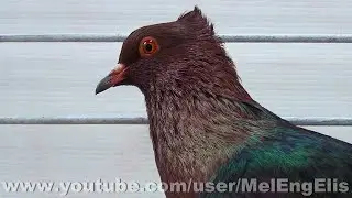 Pigeons Bouvreuil cuivr&eacute; &agrave; manteau noir - Gimpel Pigeon - Championnat de France - &Eacute;vreux 2026