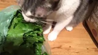 Cat eats lettuce