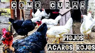 3 formas de combatir los piojos (acaros rojos) de gallinas.