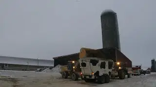 Feeding Cows