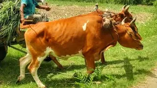 New young Bullock cart mud riding // Bullock cart  sugarcane heavy load pulling // #cow #cowboy