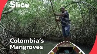La Boquilla: Life Inside a Colombian Mangrove Village | SLICE