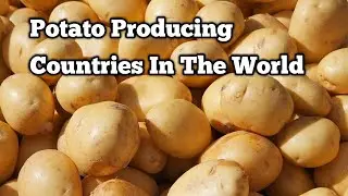 Top 10 Largest Potato Producing Countries In The World
