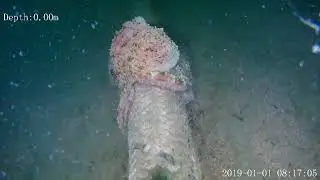 Find out which animal is hiding in the video during our underwater inspection!