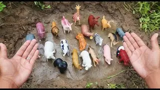 🚿MUDDY ADVENTURE WITH TOY ANIMALS, TOY ANIMALS PLAYING IN THE MUD | FUN FARM AND WILD ANIMALS