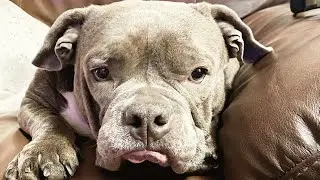 Judgmental dog hates every broom