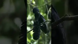 #longwattled umbrella bird#shorts #video