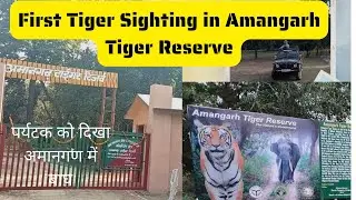 First Tiger Sighting in Amangarh Tiger Reserve to the Visiters after opening of Tiger Reserve