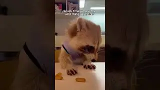 Racoon is so cute #cuteanimals #joyfulclips