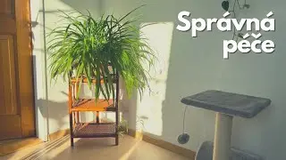 Vše o pěstování zelence / Spider Plant