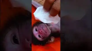 Rescue poor newborn baby monkey mom pass away