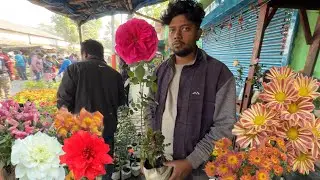 New Scented Rose Dahlia & Winter Flowers🌹 Galiff Street Sunday Market Kolkata | Best Flowers Forever