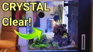 I Accidentally Discovered the Secret to PERFECT Water Clarity | The Prestige Reef Dork Show Ep 105