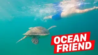 Open Water Swim with the Turtles!