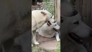 Canadian white Wolves #animals #wolf #canada #youtubeshorts #trending
