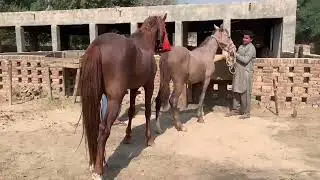 My horse amazing video