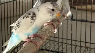 kalu mama and friend exotic Birds is live