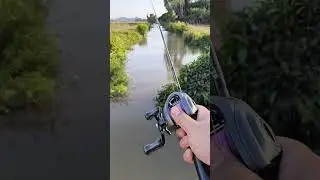 Seasir Rexcast DC #seasir #rexcast #digital control #dc #baitcasting #cheap reel