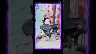 Aseel Murga viral vedio A&S.Aseel.Farm #aseelmurga #viralvideo #trandindyoutubeshorts