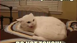 cats gone wild!