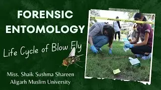 Forensic Entomology: Exploring the Life Cycle of Blow Fly