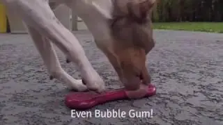 Flavorit (Your Dog's Flavorit Chew!)