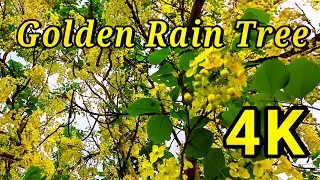 Golden Rain Tree -  Golden shower tree - amaltas - Cassia Fistula - indian Laburnum