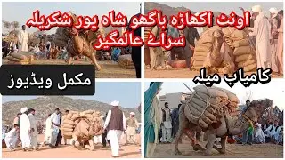 camel weight lifting in Pakistan|camel stone lifting in Pakistan shakreela Gujrat|وزناالجمل