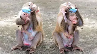 Poor Baby Rockstar Feels Also Very Hungry And Wants To Drink Milk With His Mom