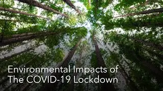 The Environmental Impacts of The COVID-19 (Coronavirus) Lockdown