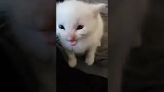Hi Herbert (Full Version)