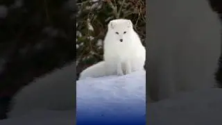 5 Animals That Can Survive Extreme Cold