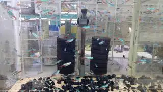 Pet Market Riyadh