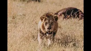 ספארי בטנזניה | Safari in Tanzania | HamuTravel