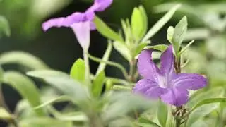 Texas Native Plant Sale